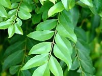 Cury Leaves